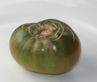 ]Ananas Noire tomato