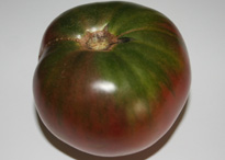 cherokee purple tomato