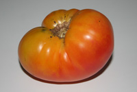 italian canistro tomato