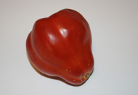 italian canistro tomato