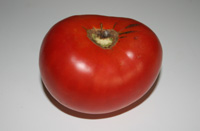 mexican tomato